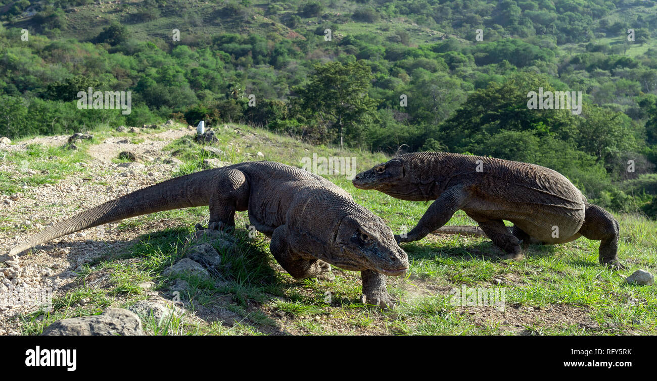 A piedi del drago di Komodo. Nome scientifico: Varanus komodoensis. Più grande del mondo che vive la lucertola in habitat naturali. Isola Rinca. Foto Stock