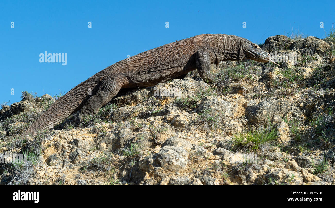 A piedi del drago di Komodo. Nome scientifico: Varanus komodoensis. Più grande del mondo che vive la lucertola in habitat naturali. Isola Rinca. Foto Stock