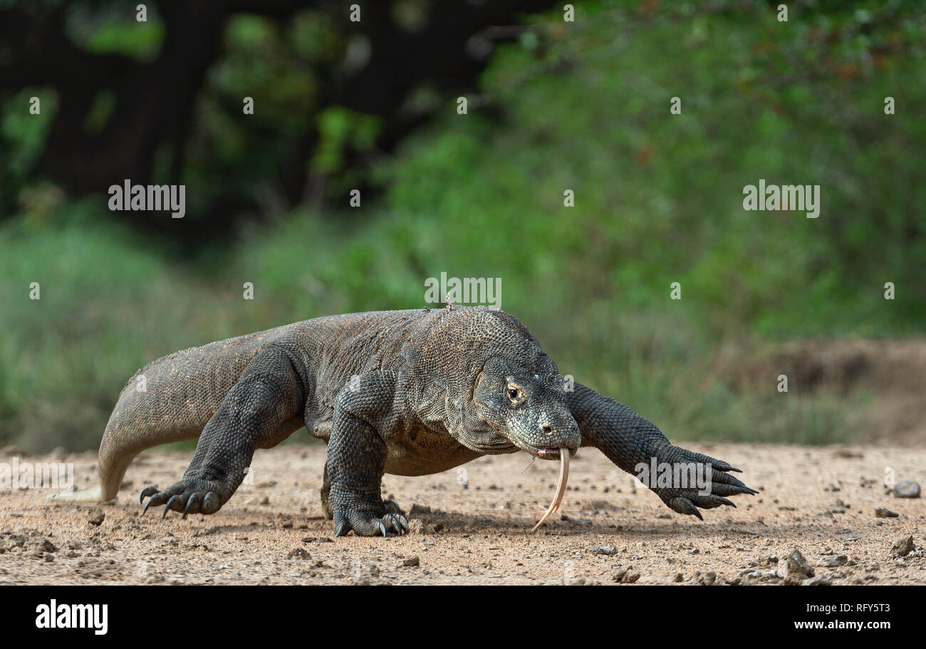 A piedi del drago di Komodo. Nome scientifico: Varanus komodoensis. Più grande del mondo che vive la lucertola in habitat naturali. Isola Rinca. Foto Stock