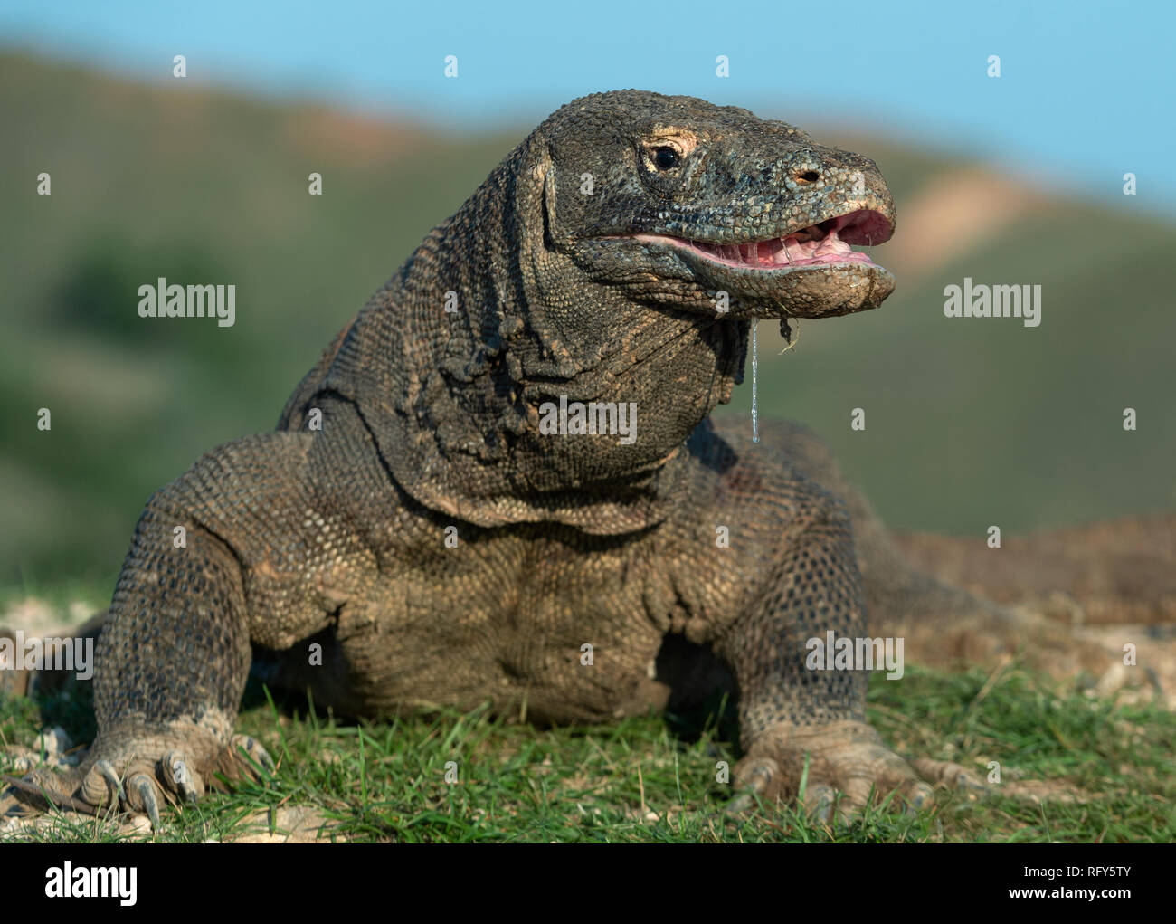 Il drago di Komodo ha sollevato la testa e ha aperto una bocca. Più grande lucertola vivente nel mondo. Nome scientifico: Varanus komodoensis. Habitat naturale, Islan Foto Stock