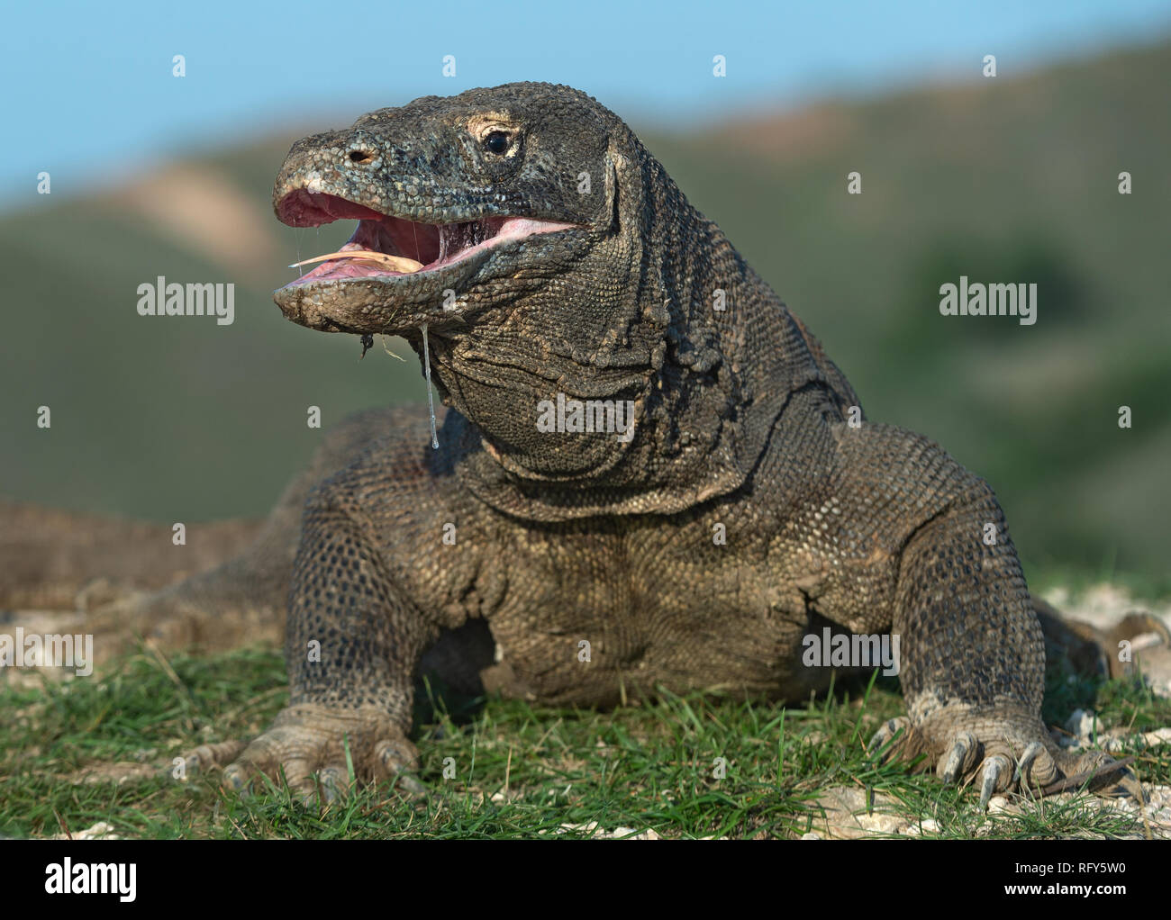 Il drago di Komodo ha sollevato la testa e ha aperto una bocca. Più grande lucertola vivente nel mondo. Nome scientifico: Varanus komodoensis. Habitat naturale, Islan Foto Stock