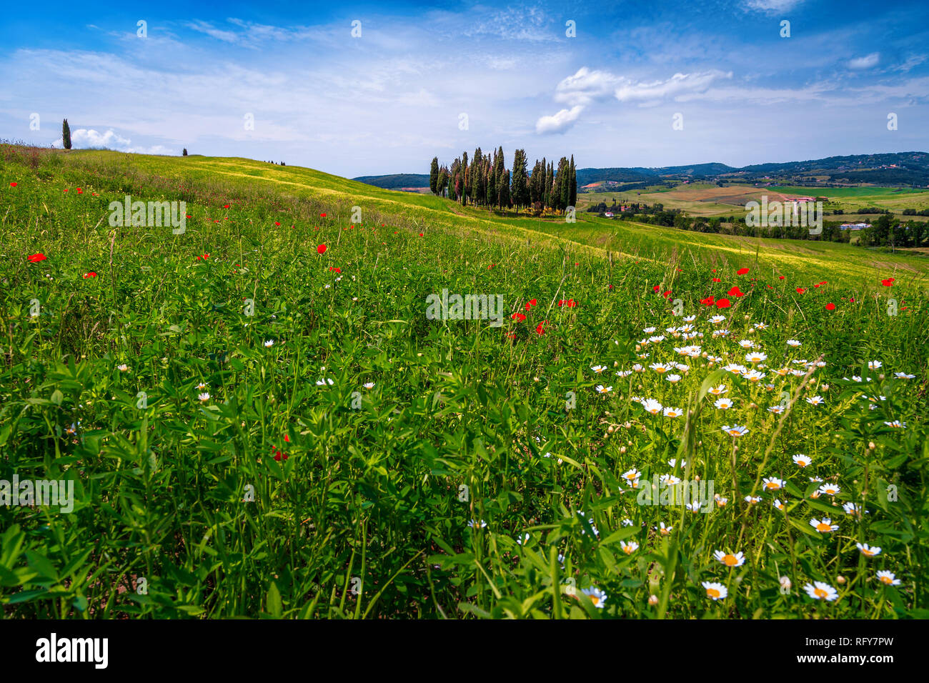Ammirevole verde primavera i campi con fiori colorati. Cipressi, Daisy bianca marguerite e papavero rosso in Toscana, Italia, Europa Foto Stock