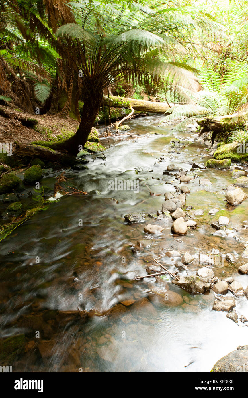 Cascate Russell, Tasmania, Australia Foto Stock