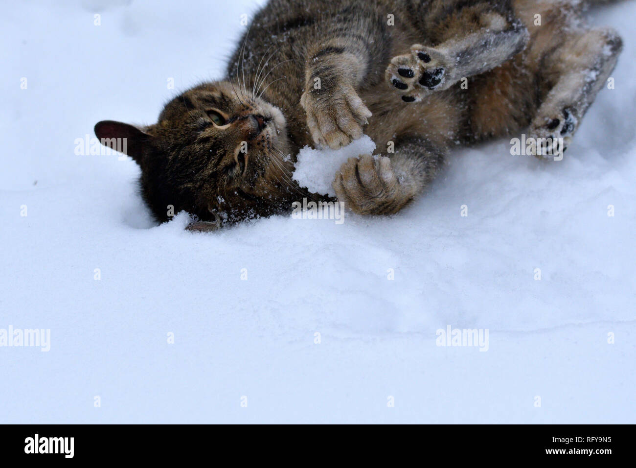 Il Gatto Domestico è Il Rotolamento Nella Neve E Zampe Giocando Con