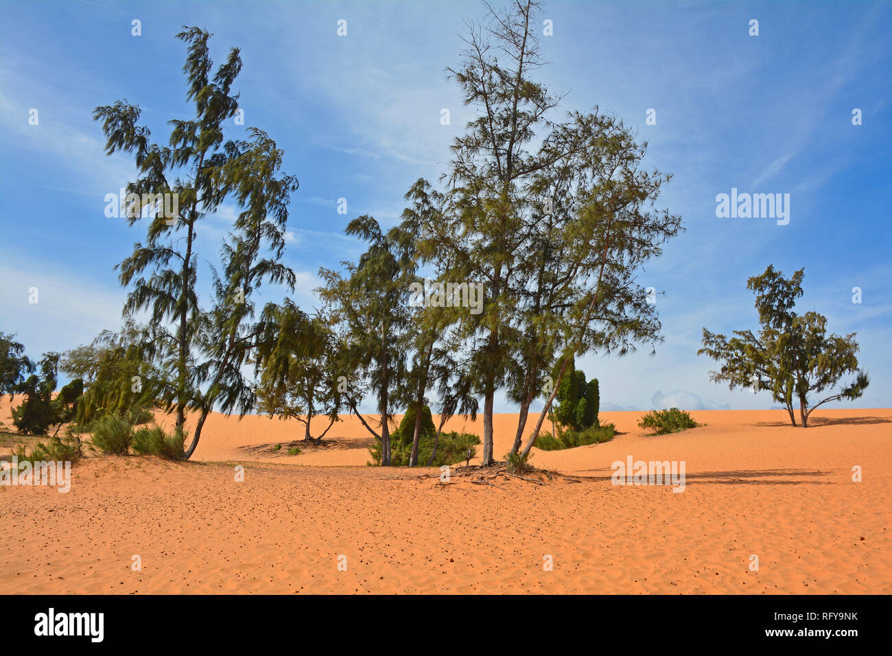 Le dune di sabbia rossa vicino a Mui Ne in south central Bình Thuan Provincia, Vietnam Foto Stock