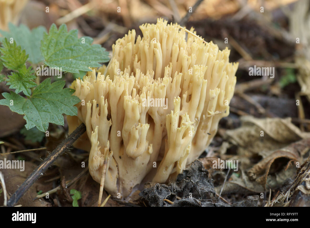 Specie Ramaria Foto Stock