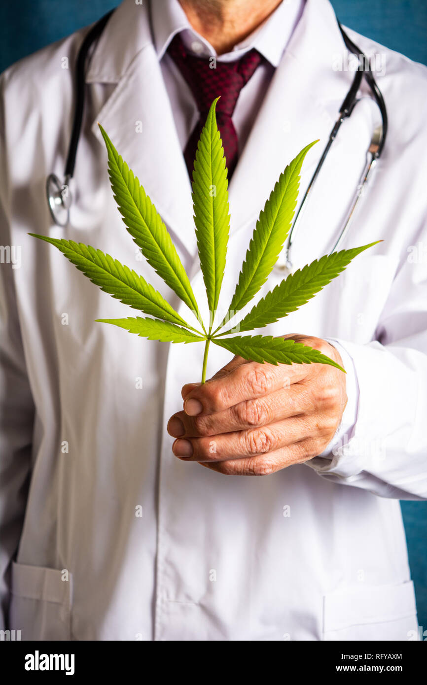Medico in possesso di una foglia di marijuana close up Foto Stock