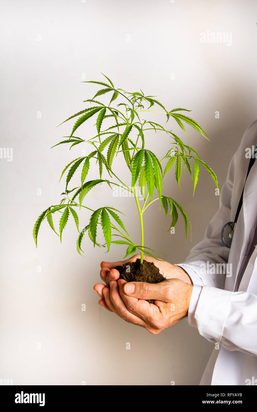 Medico tenendo la marijuana leafs contro uno sfondo bianco Foto Stock