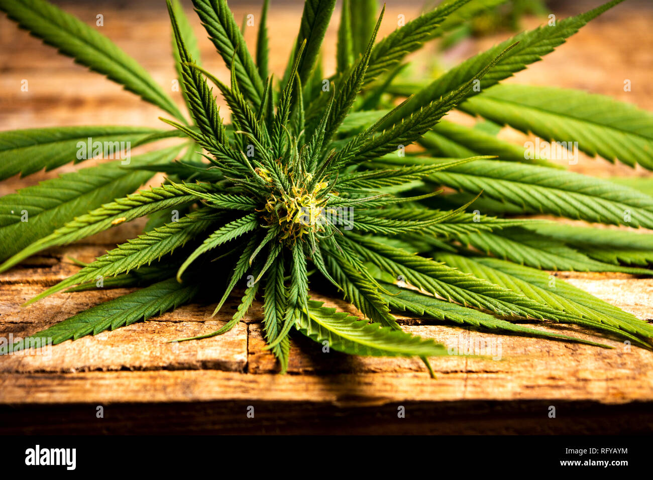 Piante di marijuana con boccioli di fiore su una tavola di legno Foto Stock