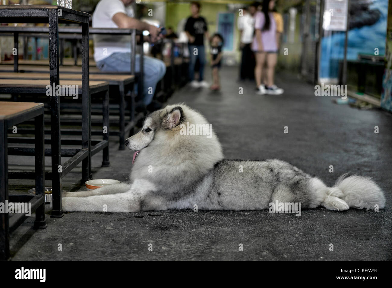 Malamute dell'Alaska. Cane della razza incrociata Husky siberiana Foto Stock