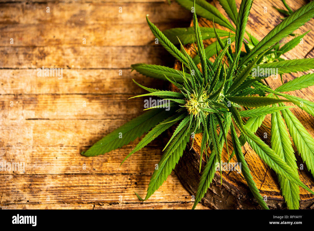 Piante di marijuana con boccioli di fiore su una tavola di legno Foto Stock
