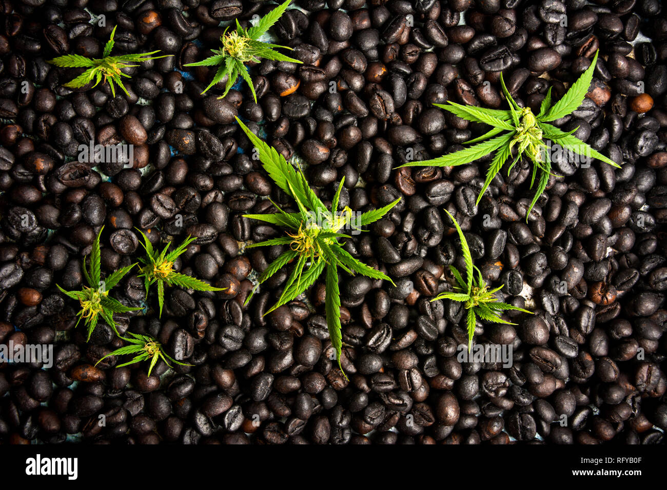 I chicchi di caffè con foglie di marijuana sfondo vista superiore Foto Stock
