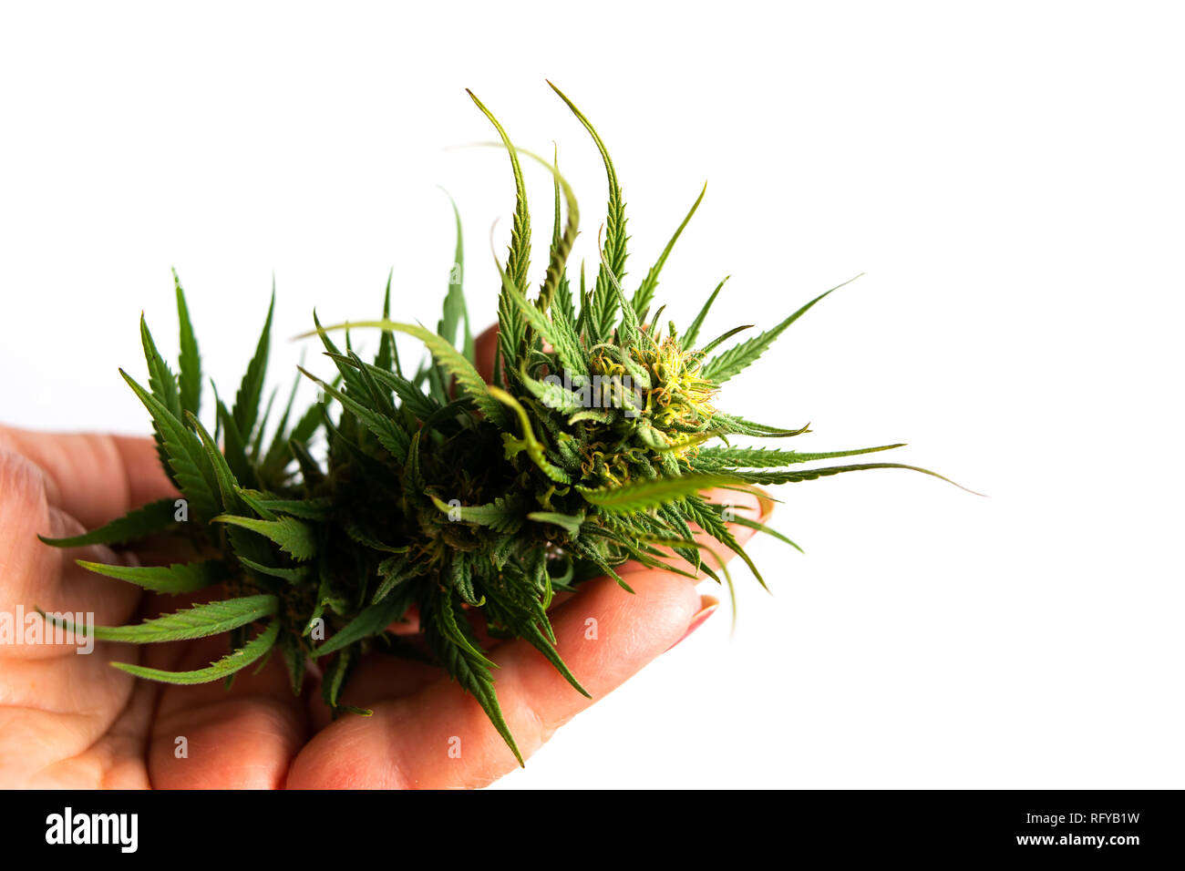 Mano che tiene la marijuana pianta con gemme isolato su bianco Foto Stock