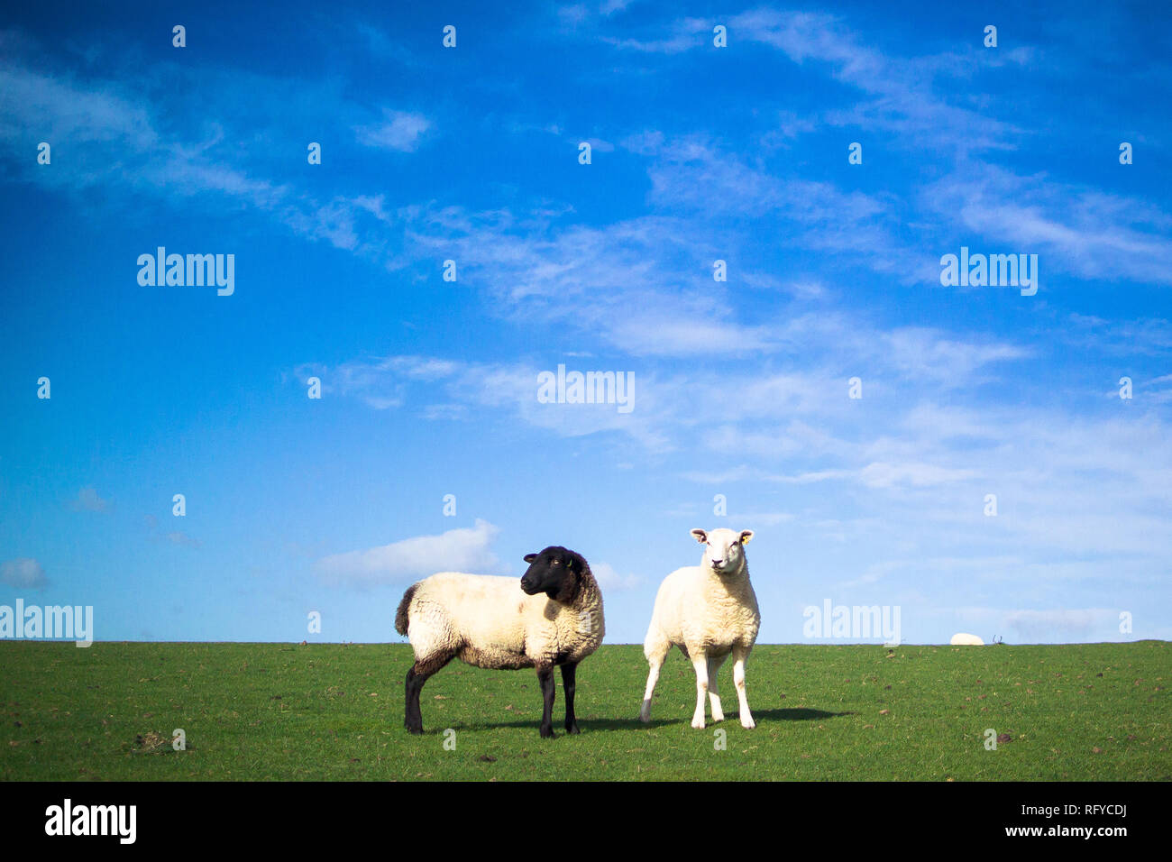 Due pecore permanente, uno con la faccia nera e le gambe, le altre con un volto bianco e le gambe sul dosso erboso sulla luminosa giornata di sole. Un sacco di cielo blu. Foto Stock