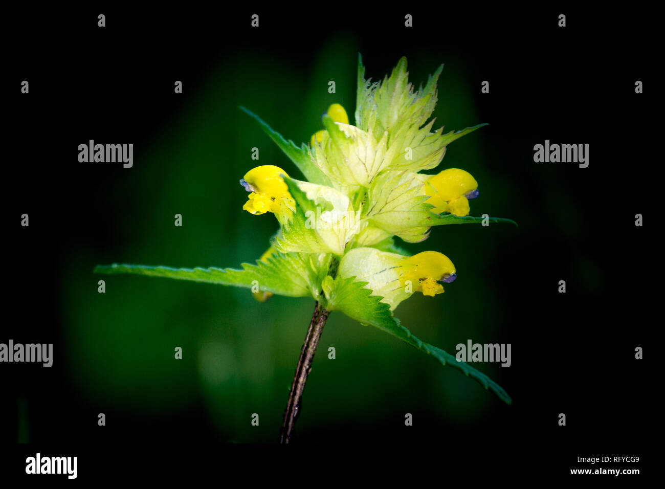 Sonaglio giallo crescita selvaggia tra erbe in Eton. Consentendo il sonaglio per crescere, erba crescita è soppressa e altri fiori selvatici consentito di prosperare. Foto Stock