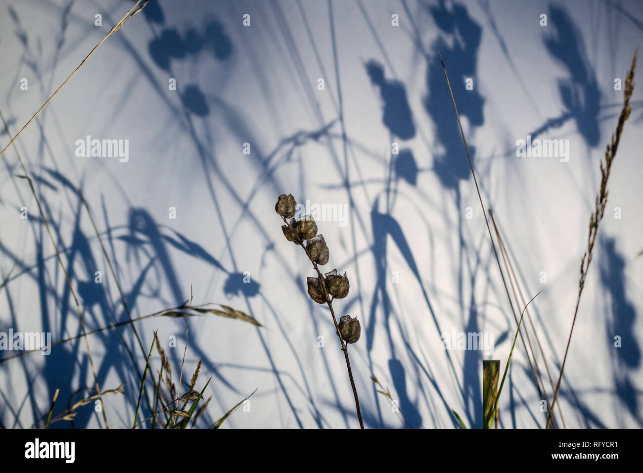 Sonaglio giallo Capsule cialde di sementi a fine luglio. Ciclo di vita di un'eme-pianta parassita crescita selvaggia tra erbe in Eton, Inghilterra. Foto Stock