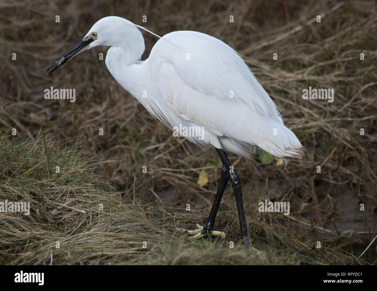 Garzetta, Egretta garzetta, con gamberetti, in Salt Marsh a bordo della baia di Morecambe, Lancashire, Regno Unito Foto Stock