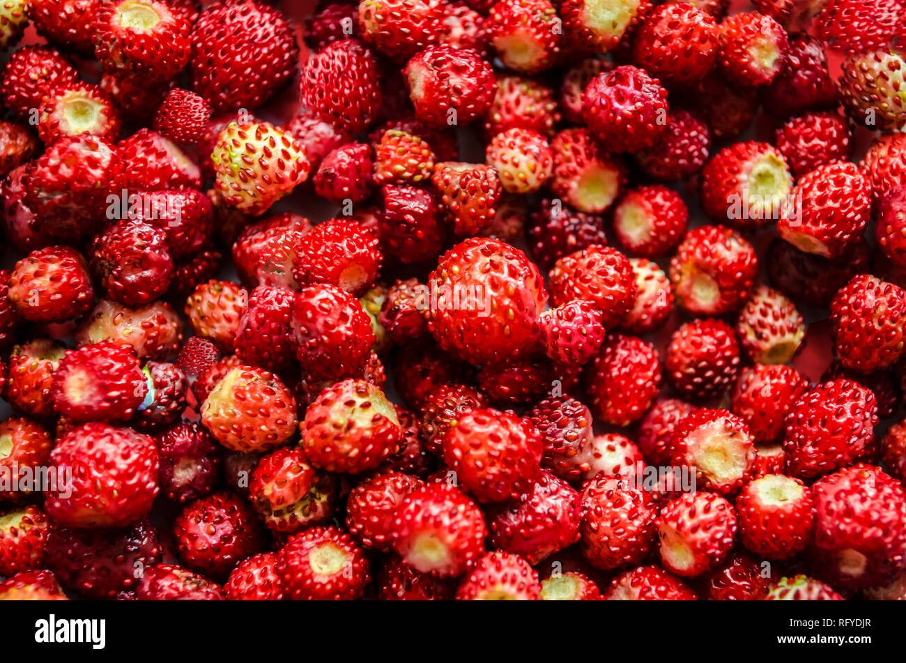 Fragola foto macro. Alimenti per la salute e la bellezza. Super bacche. Foto Stock