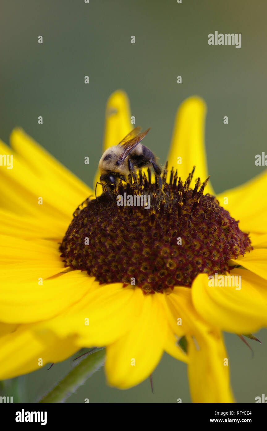 Macro di comune orientale Bumble Bee (Bombus impatiens) su girasole (Helianthus specie) Foto Stock