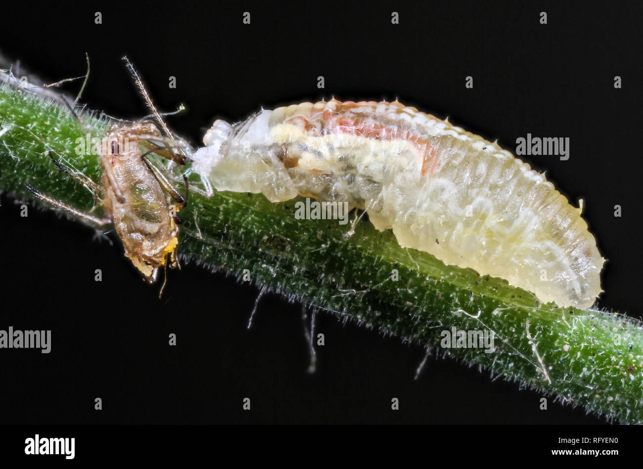 Hoverfly larva mangiare greenfly afide Foto Stock