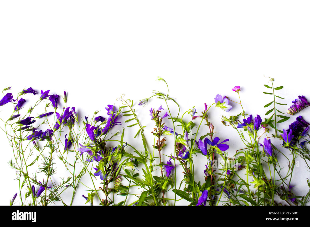 Disposizione di fiori di campo con copia spazio su sfondo bianco Foto Stock