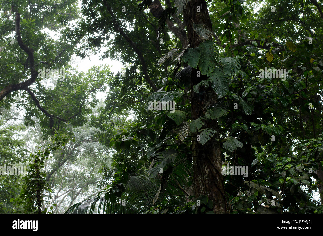 Parco Nazionale di Soberania baldacchino della foresta Foto Stock