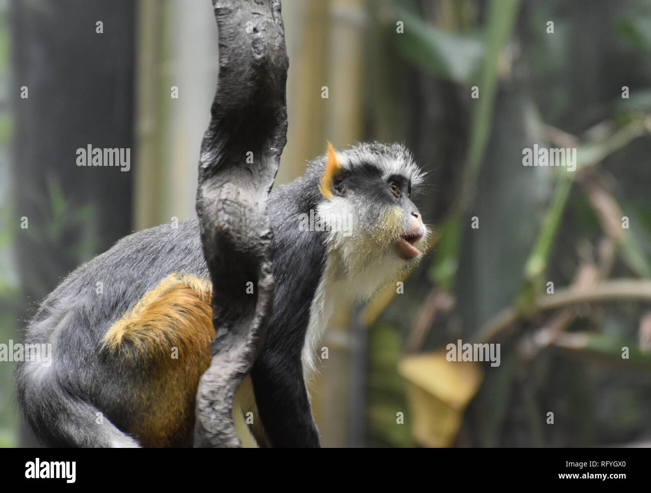 Del lupo scimmia guenon seduti sulla sua estremità di cerva Foto Stock