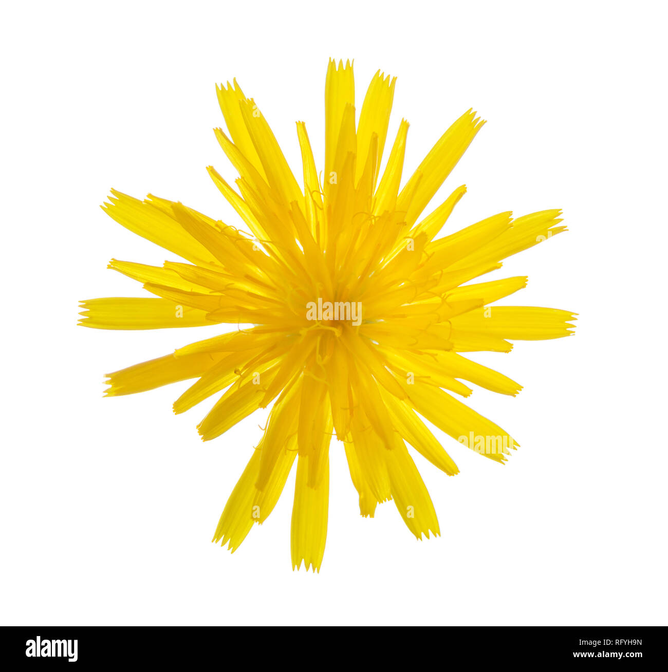 Autunno Hawkbit (Scorzoneroides Autumnalis) isolato su sfondo bianco. Foto Stock