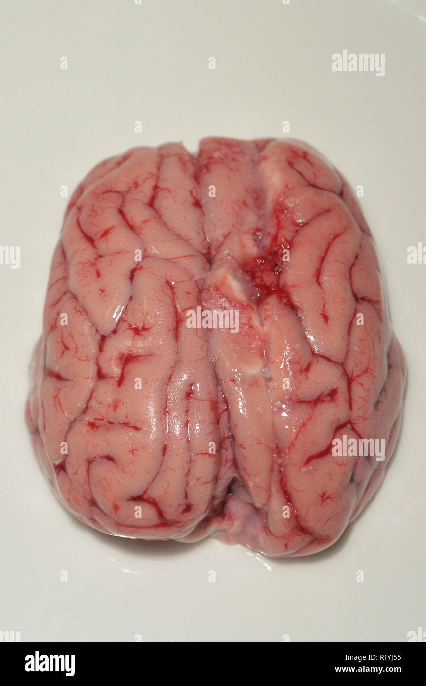 Agnello panato cervello, intonacatura di cervello di agnello, intonacato di cervello di agnello, materie cervello di agnello Foto Stock