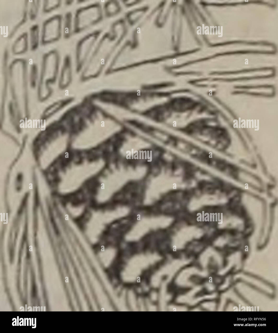 . Canadian Forest industries Gennaio-Giugno 1922. Macchinoso; le foreste e la silvicoltura; prodotti di foresta; polpa di legno Industria; legno industrie utilizzatrici. La fiducia la base di tutte le Business l^proprio attraverso i secoli, dai giorni dei primi commercianti fenici ai tempi moderni, fair dealing è stata il fondamento su cui ogni business di successo è stato costruito. Il reciproco con- fidence dell'acquirente e del venditore, la conoscenza che ciascuno di essi dovrà effettuare il suo lato della transazione,, è saldato un mondo in commercio. Sempre dal momento che ci sono stati in attività ci hanno gelosamente custodito il nostro buon nome, cercando sempre di Foto Stock
