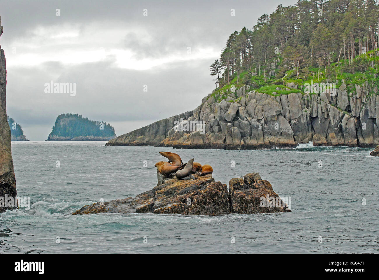 Stellar Leoni di Mare su sperone di roccia nel Parco nazionale di Kenai Fjords Foto Stock