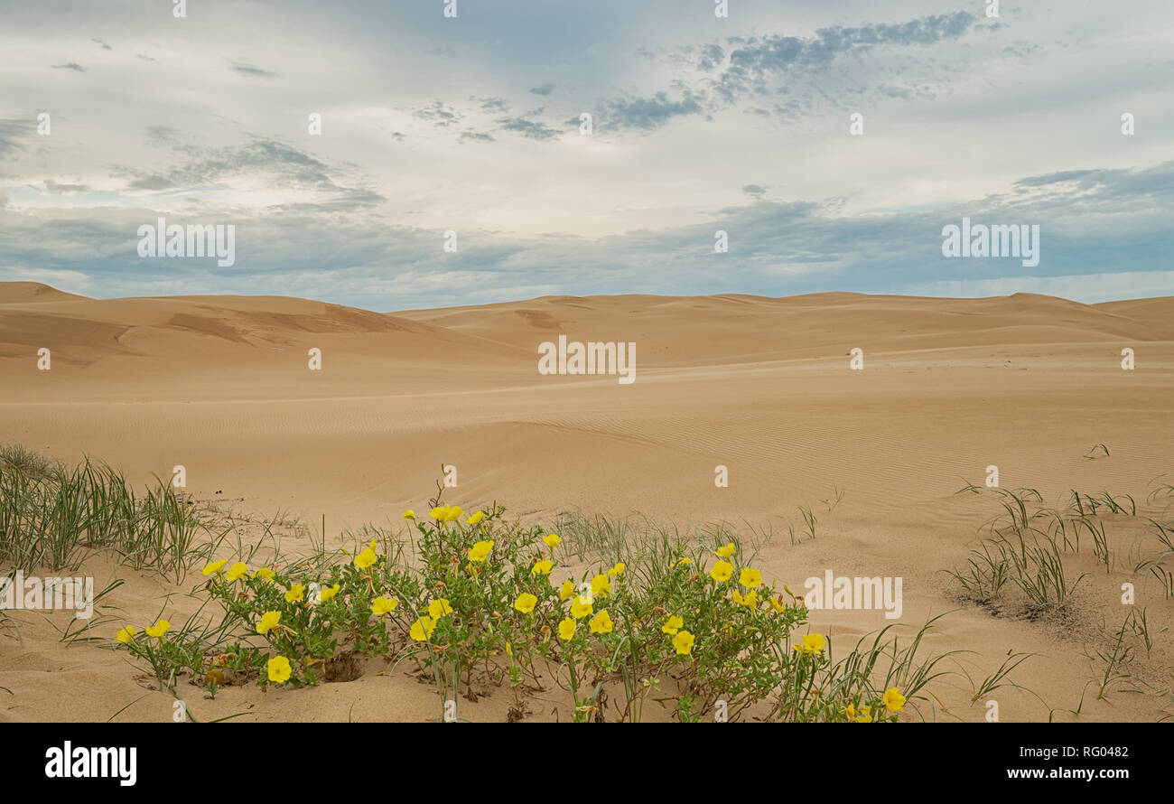 Stockton dune di sabbia, parte della conservazione Worimi land, fiori selvatici e di erba crescente tra la sabbia. Foto Stock