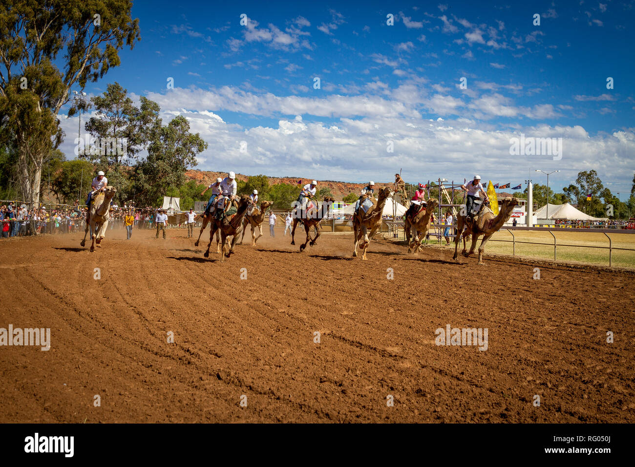 Corse di cammelli in Alice Springs, Territorio del Nord Foto Stock