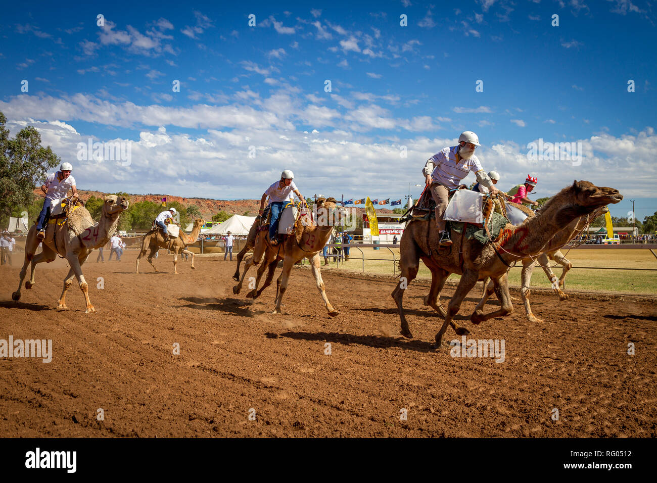 Corse di cammelli in Alice Springs, Territorio del Nord Foto Stock
