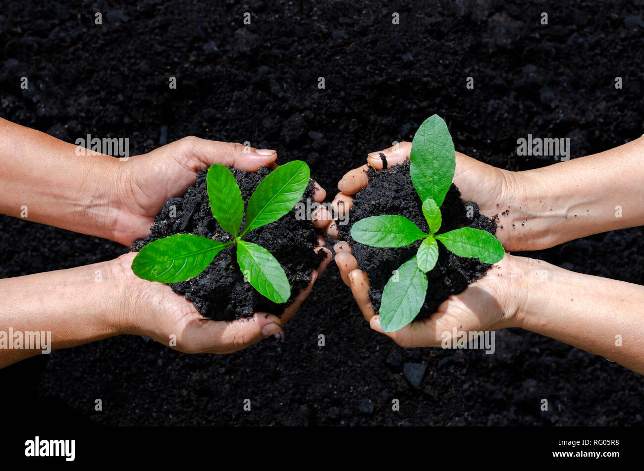 Ambiente per la Giornata della Terra nelle mani di alberi che crescono i semenzali. Bokeh sfondo verde femmina lato albero di trattenimento sulla natura di erba del campo della conservazione delle foreste Foto Stock