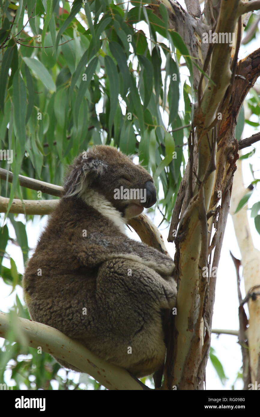 Orso Koala Australia Foto Stock
