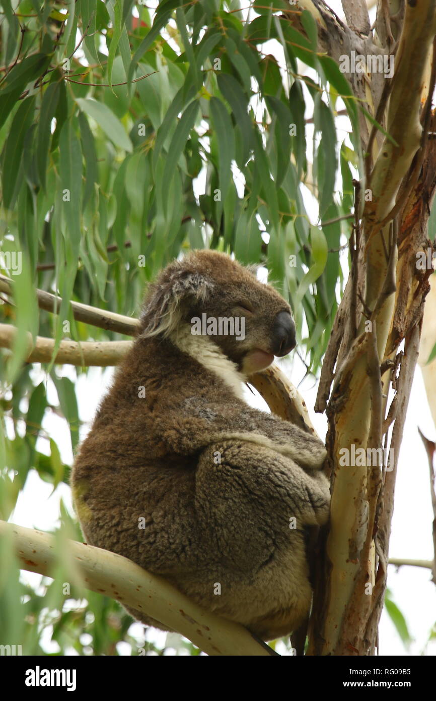 Orso Koala Australia Foto Stock
