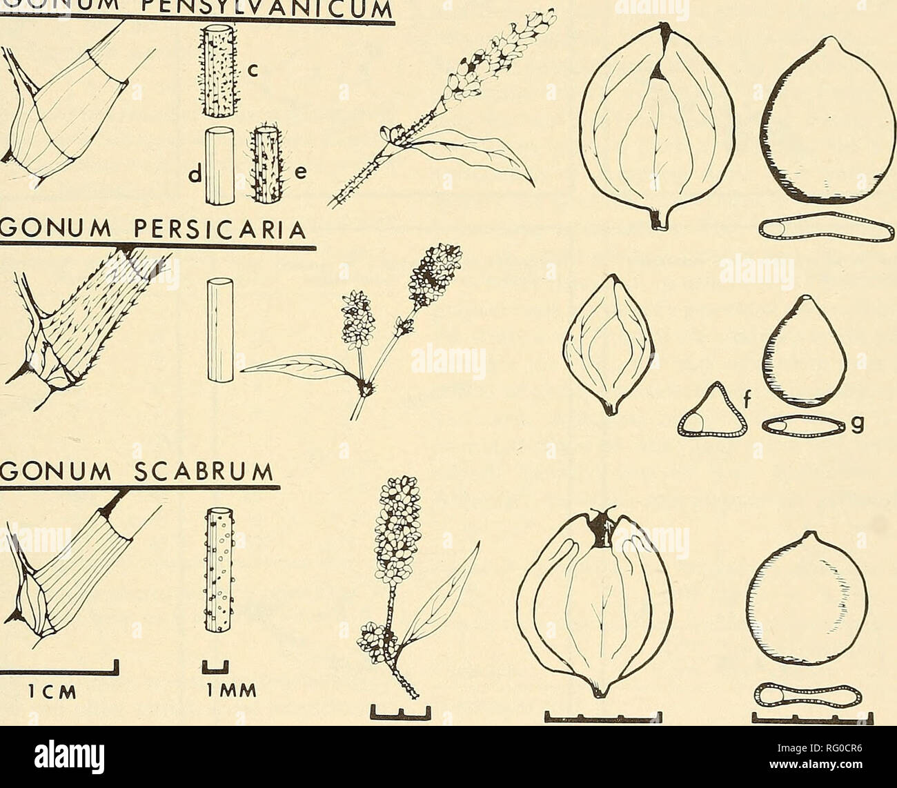 . Il campo Canadese-naturalista. POLYGONUM PENSYLVAKlirii Polvcronum persicaria. POLYGONUM SCABRUM 1 CM 2 CM OCREA PEDUNCOLO SPIKE 3 MM CADE 3 MM ACHENE Figura I. Ocreae, peduncoli, picchi, perianths e achenes (superficie e viste in sezione trasversale) di smartvveeds annuale mostra ing principali caratteristiche distintive utilizzati nella chiave (tabella 2). Picchi di (a) P. lapathifolium varietà lapathifolium. e (b) P. lapathifolium varietà salicifolium. Peduncoli di (c) P. pensylvanicum, varietà e laevigatum pensylvanicum. (D) P. pensylvanicum varietà eglandulosum, e (e) P. pensylvanicum varietà hybrid du Foto Stock