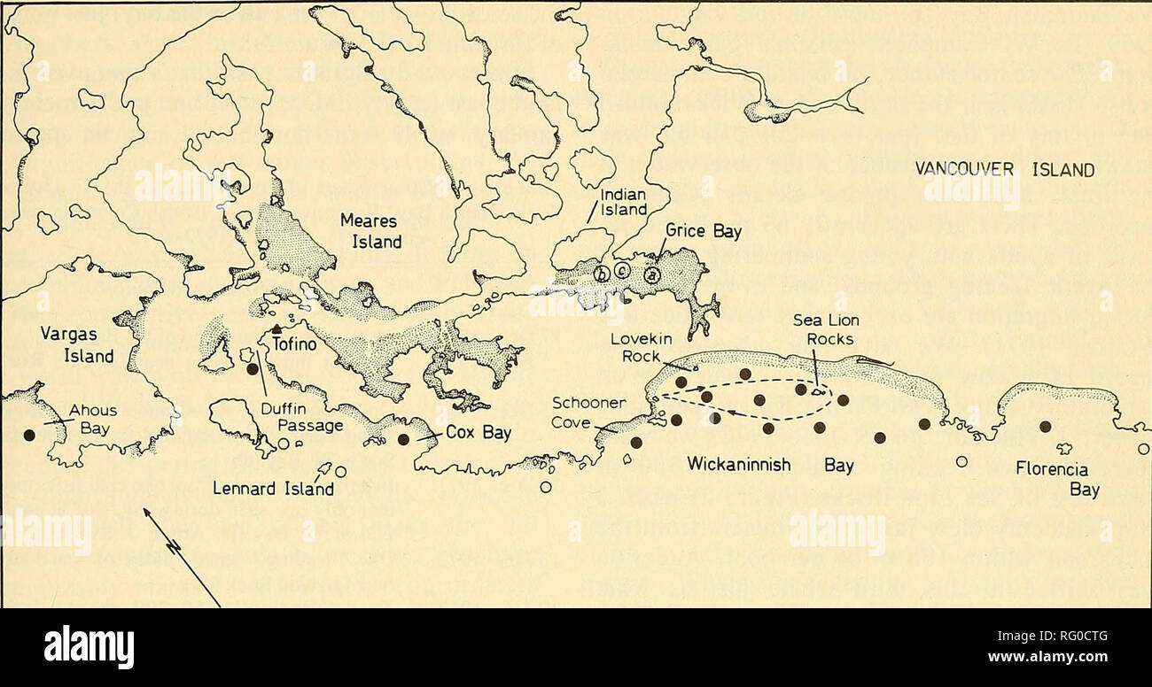 . Il campo Canadese-naturalista. 1974 Hatler e Darling: La balena grigia in British Columbia 453 l'isola di Vancouver. Oceano Pacifico Miglia 0 mammifero marino giro percorso in figura 2. Osservazioni delle balene grigie in prossimità della baia di Wickaninnish, Isola di Vancouver, British Columbia, in tempi diversi rispetto durante la migrazione. Cerchi chiusi rappresentano punti approssimativi in cui le balene grigie sono stati visti più di una volta, mentre cerchi vuoti indicano i singoli avvistamenti. I tre avvistamenti in Grice Bay (indicata con a, b e c) sono state effettuate su 27, 28, e 29 ottobre 1971 rispettivamente. Aree puntinata indica mudfla marea Foto Stock