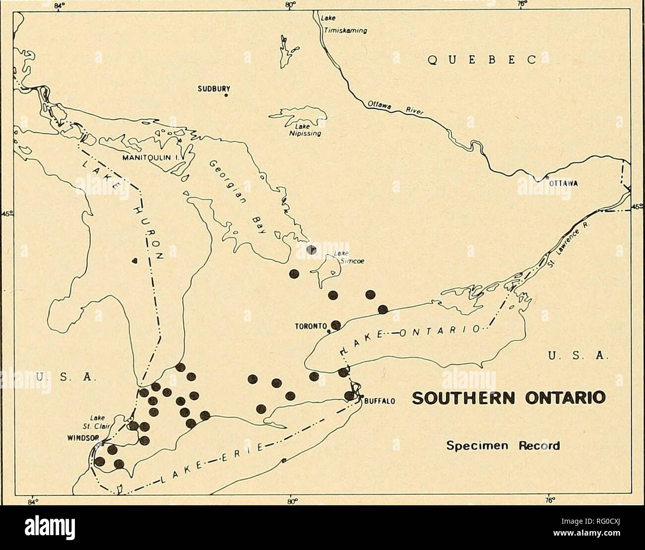 . Il campo Canadese-naturalista. 482 Il canadese Field-Naturalist Vol. 90 Lambton County ("Jack" 1878). A Elgin County, circa 1870 Dobbin osservato un gregge comprendente più di cento persone in una caduta di campo di grano (Orr 1909). La diminuzione più significativa si è verificato apparentemente durante il 1880. Gli uccelli sono stati localmente in comune 1880, particolarmente nei pressi del Fiume Detroit e molti sono stati osservati nel dicembre di quell'anno (data sconosciuta, ma la temperatura registrata come -22° F) (G.P.G. 1881) sebbene essi erano assenti o rari in tutto il resto del loro ex Ontario gamma (Morden e Saund Foto Stock . Il campo Canadese-naturalista. 482 Il canadese Field-Naturalist Vol. 90 Lambton County ("Jack" 1878). A Elgin County, circa 1870 Dobbin osservato un gregge comprendente più di cento persone in una caduta di campo di grano (Orr 1909). La diminuzione più significativa si è verificato apparentemente durante il 1880. Gli uccelli sono stati localmente in comune 1880, particolarmente nei pressi del Fiume Detroit e molti sono stati osservati nel dicembre di quell'anno (data sconosciuta, ma la temperatura registrata come -22° F) (G.P.G. 1881) sebbene essi erano assenti o rari in tutto il resto del loro ex Ontario gamma (Morden e Saund Foto Stock