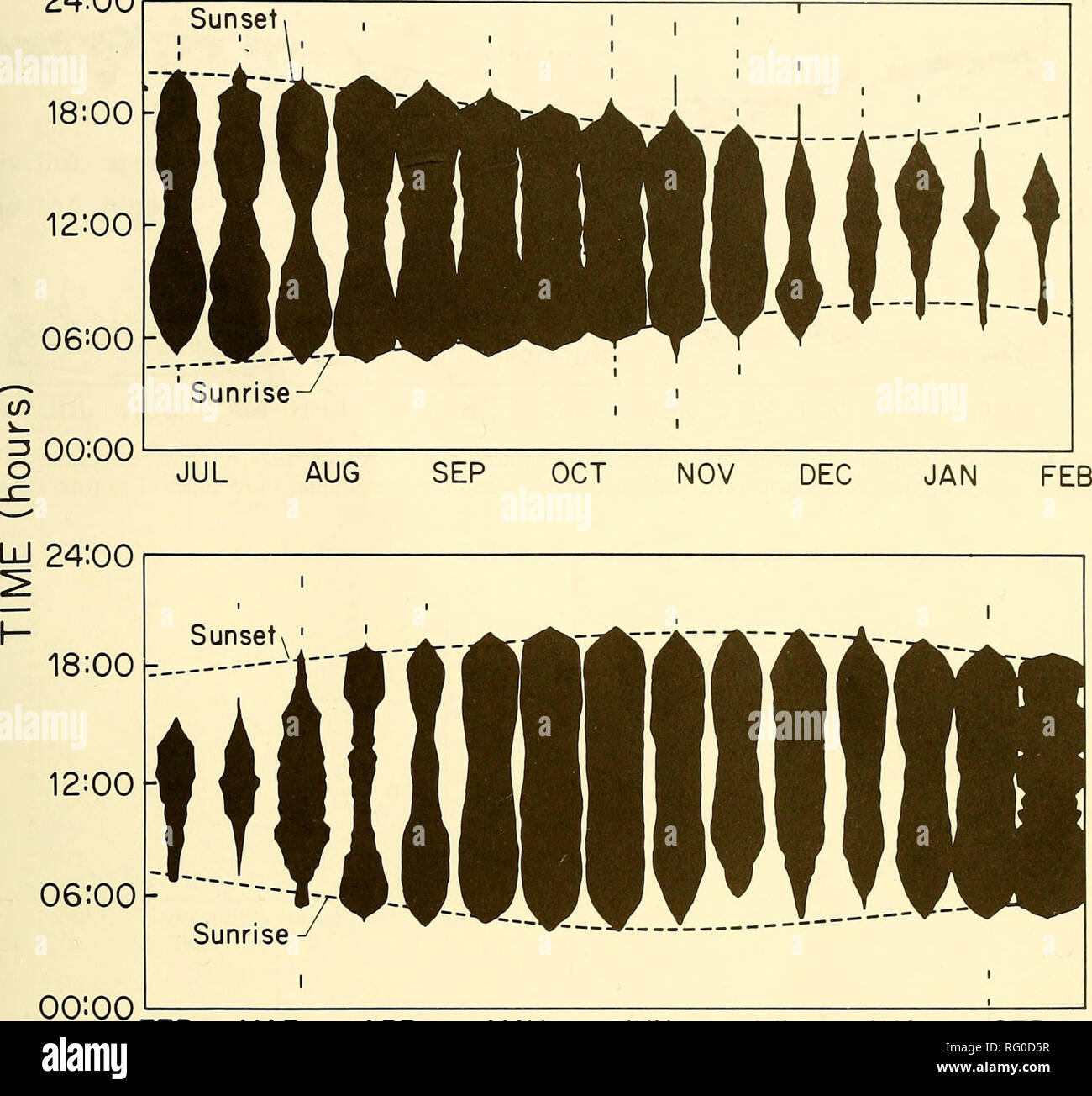 . Il campo Canadese-naturalista. 1987 tester: ritmi di attività degli animali 15 24:00 18:00-. FEB mar apr mag giu lug ago set figura I. pattern di attività stagionale per gli scoiattoli grigi da luglio 1971 a settembre 1972 (media per 4-8 scoiattoli). Per tutta la larghezza di ciascun periodo indica 100% dell'attività. La curva di linee orizzontali visualizza gli orari di alba e tramonto. Il tempo è centrale il tempo standard. Topo muschiato, Ondatra zibethicus In generale, topi muschiati sono considerati notturno. Tuttavia, O'Neil (1949) e Errington (1963) suggerisce che ad alta densità di popolazione e/o a certe condizioni meteorologiche potrebbero risultare in inc Foto Stock