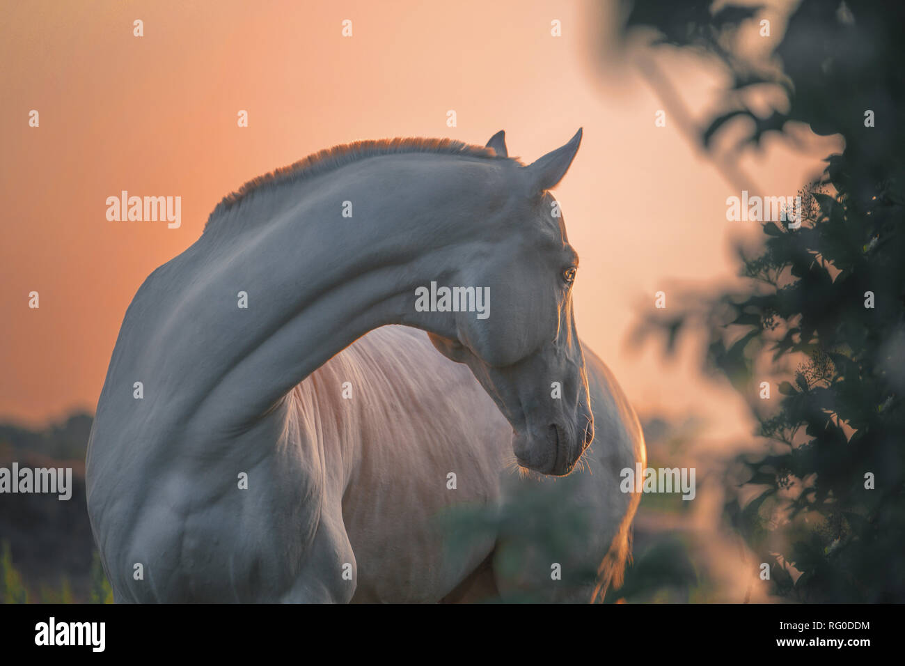 Ritratto di una perla cavallo rosa su sfondo sunriset Foto Stock