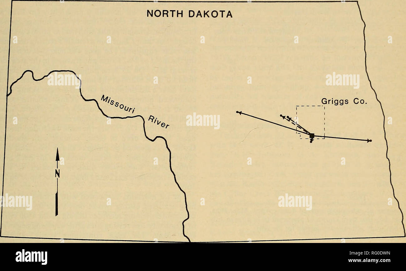 . Il campo Canadese-naturalista. 1982 Sargeant, Greenwood, Piehl e Bicknell: Moffette 313. Â STUDIO â AERA^ maschio adulto dispersione --y femmina adulta dispersione 100 km scala figura 1. Ubicazione della zona di studio in North Dakota e adulto skunk distanze di dispersione e le direzioni. lared per adulti uncollared avvistato inciso dalla metà di maggio alla metà di luglio è stato di 22:5, 55:4 e 31:0 per il 1976, 1977 e 1978, rispettivamente. Alcuni 1976 vista- rali erano probabilmente di una femmina adulta che aveva perso la sua radio collare. Il tasso di ricorrenza annuale medio di ricorrenza (percentuale di segnato la popolazione vive nell area di studio a clo Foto Stock