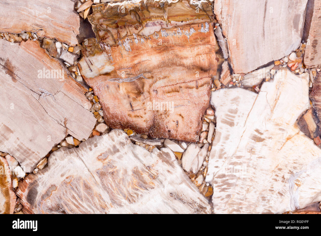 Un contrasto naturale legno pietrificato texture in marrone e tonalità chiare. Foto Stock