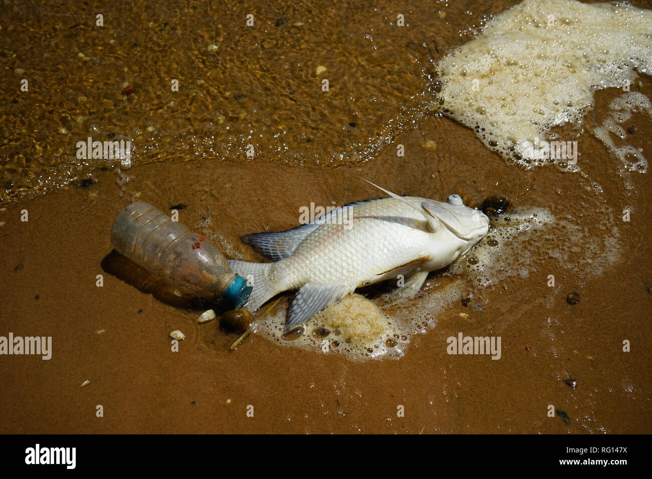 I pesci morti e la bottiglia di plastica sulla spiaggia Foto Stock