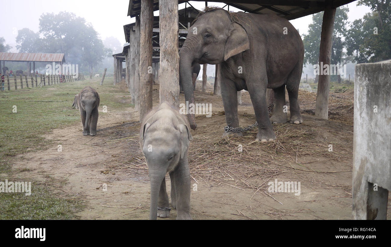 Elefante asiatico baby vicino a sua madre in Chitwan il parco nazionale Foto Stock