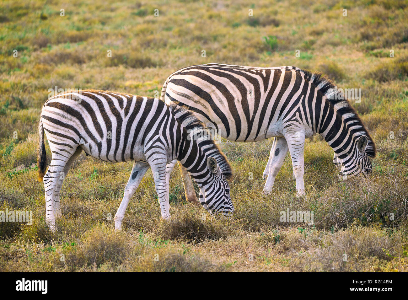 Due zebre mangiare erba nel Parco Nazionale di Addo, Sud Africa Foto Stock