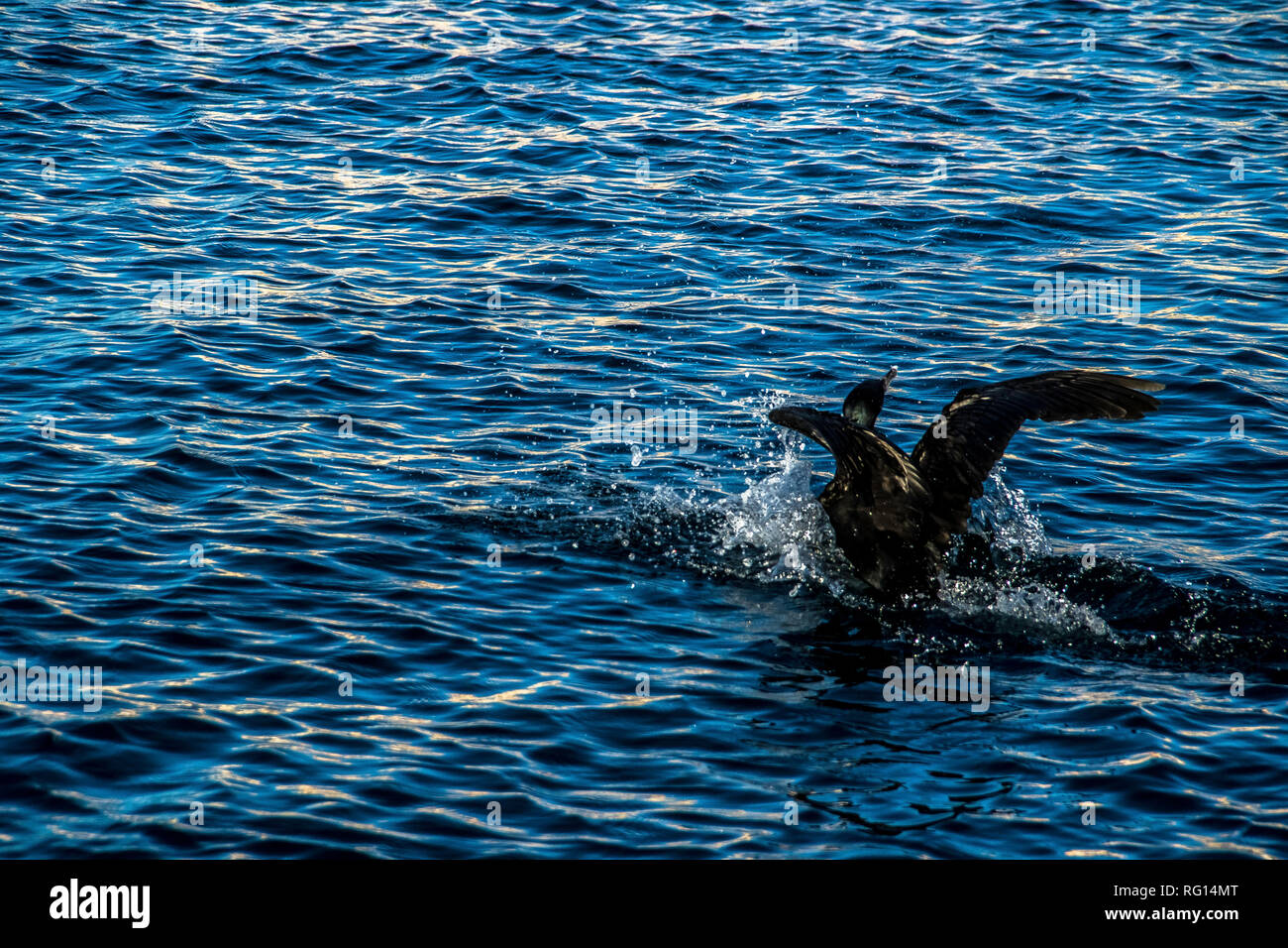 Saint Tropez, Provenza Case, spiaggia (La Ponche) Costa Azzurra gennaio, 19-29. 2019 / Port de Saint Tropez, Francia, yacht, cormorano, Seagull, sul mare Foto Stock