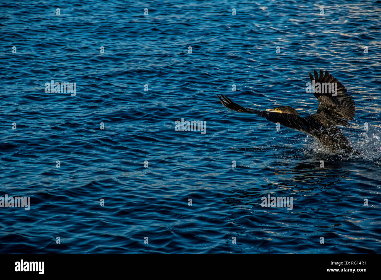 Saint Tropez, Provenza Case, spiaggia (La Ponche) Costa Azzurra gennaio, 19-29. 2019 / Port de Saint Tropez, Francia, yacht, cormorano, Seagull, sul mare Foto Stock
