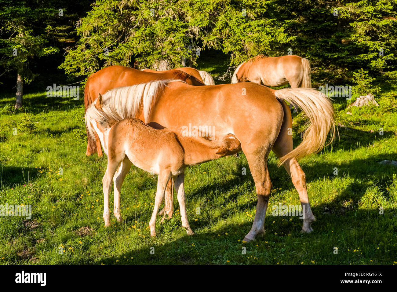 Un allevamento di cavalli avelignesi, noto anche come Avelignese, pascolo su un pascolo in una foresta, un puledro è succhiare il latte Foto Stock